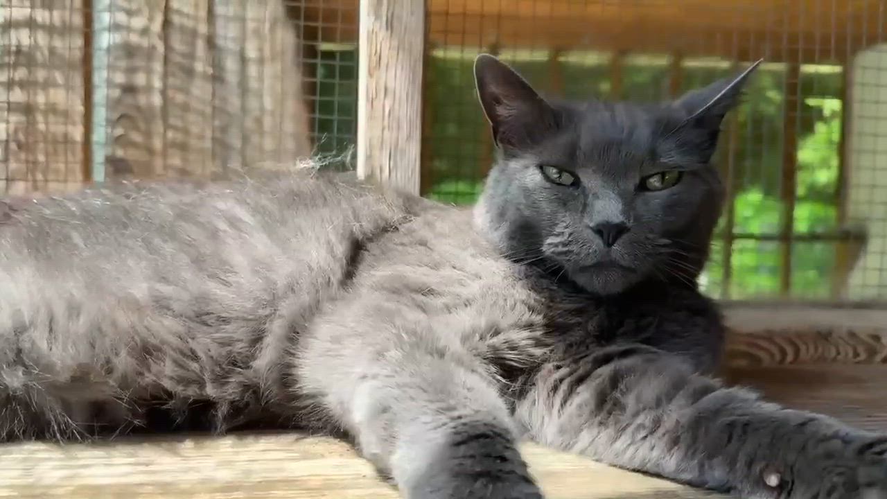 Enlarge SMOKY, an adoptable Domestic Short Hair in Talbott, TN video 4/6