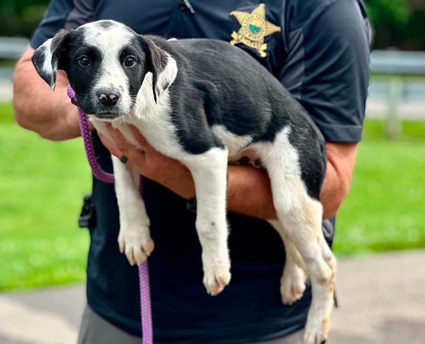 Sulu, ADOPTABLE, Puppy Male Australian Cattle Dog / Blue Heeler.