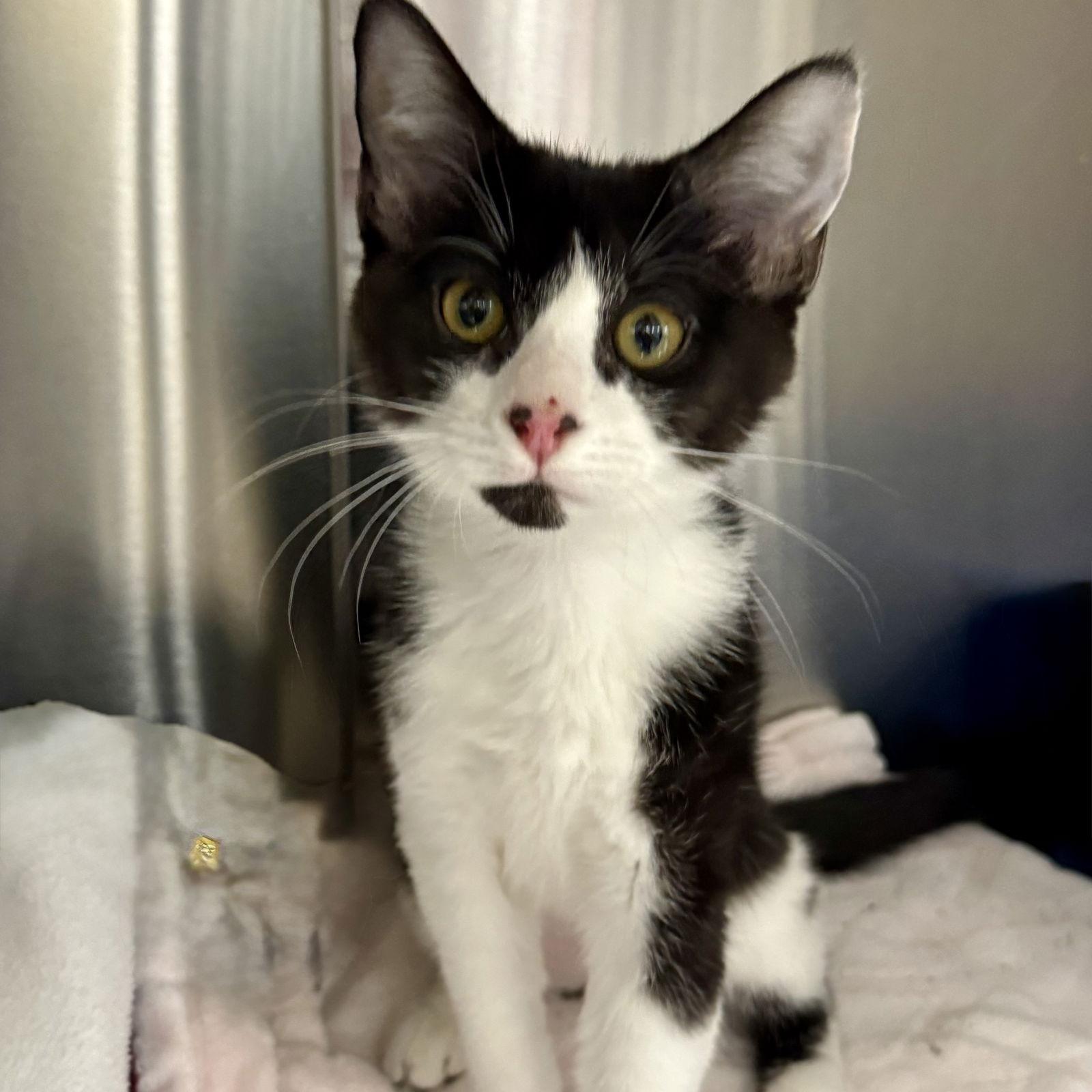 Enlarge Patches, a Adopted Domestic Short Hair in Winchendon, MA image 1/1