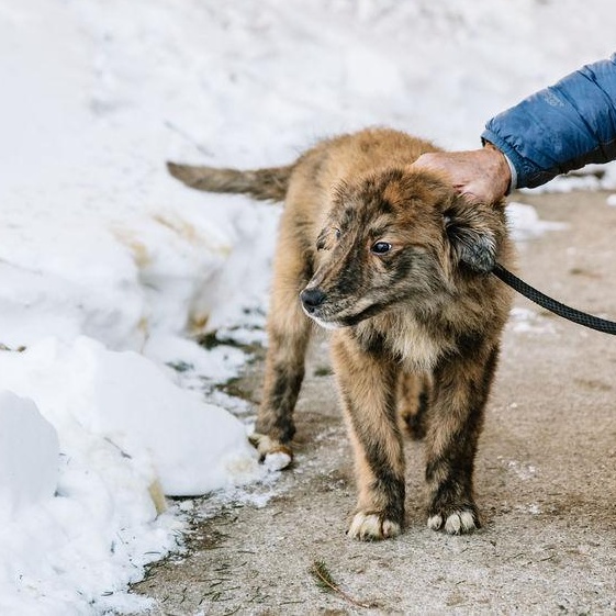 Enlarge Frito, an adopted mixed breed in Chester Springs, PA image 3/3