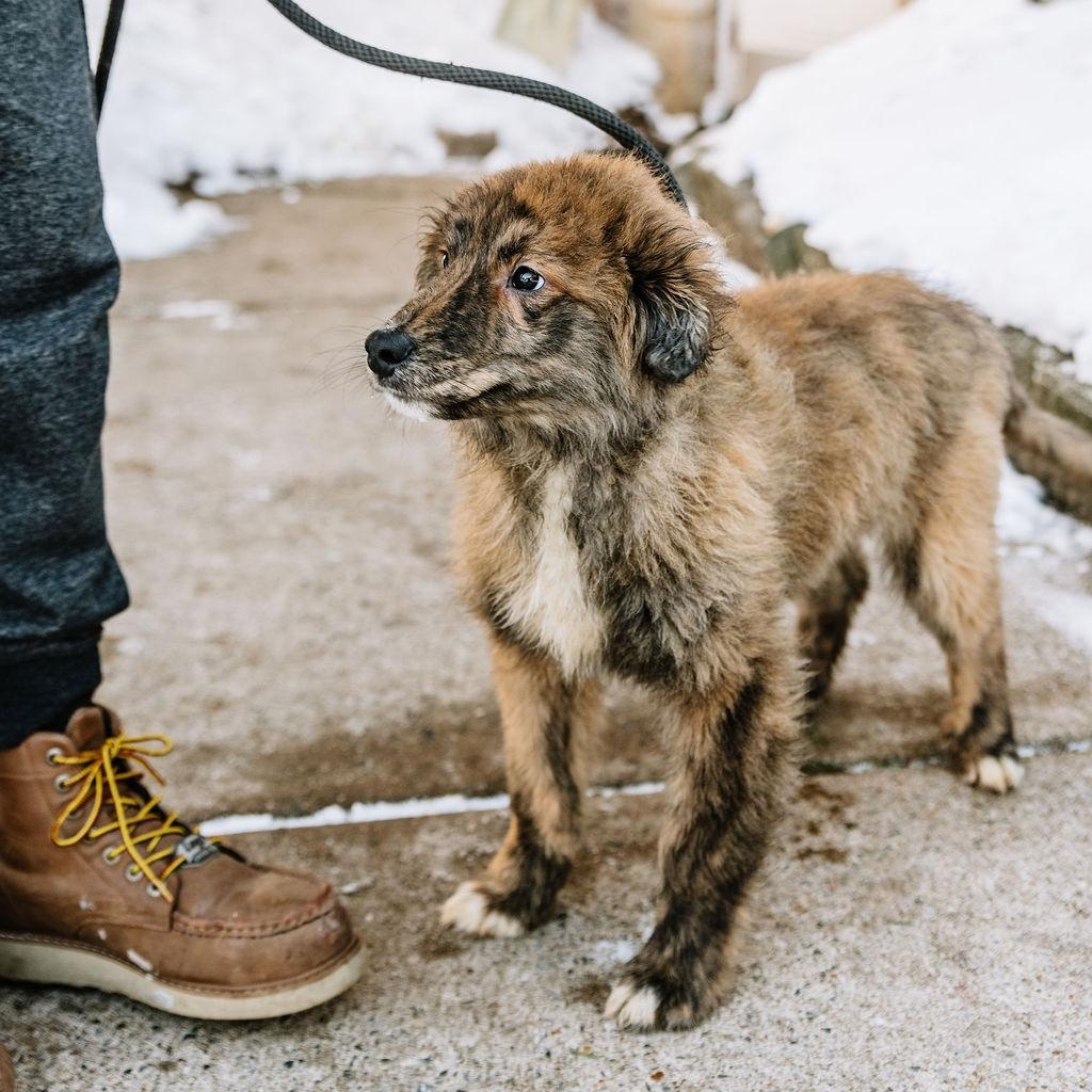 Enlarge Frito, an adopted mixed breed in Chester Springs, PA image 2/3