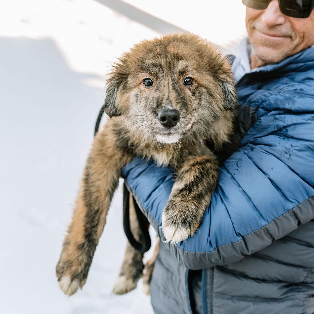 Frito, adopted, Puppy Male Great Pyrenees & Rough Collie.