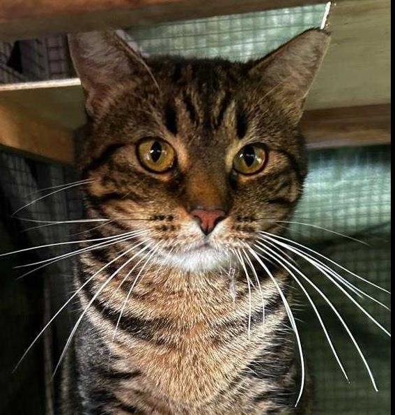 Momma Tabitha, Adoptable, Adult Female Domestic Short Hair.