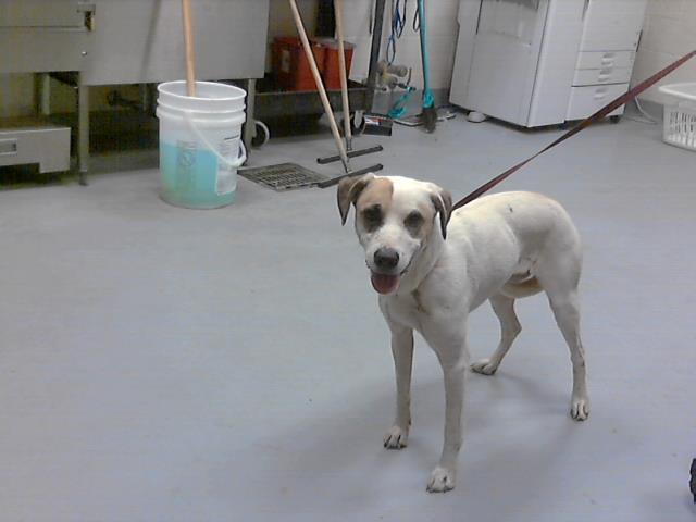 Enlarge WILLOW, a Adoptable mixed breed in Fayetteville, NC image 1/1