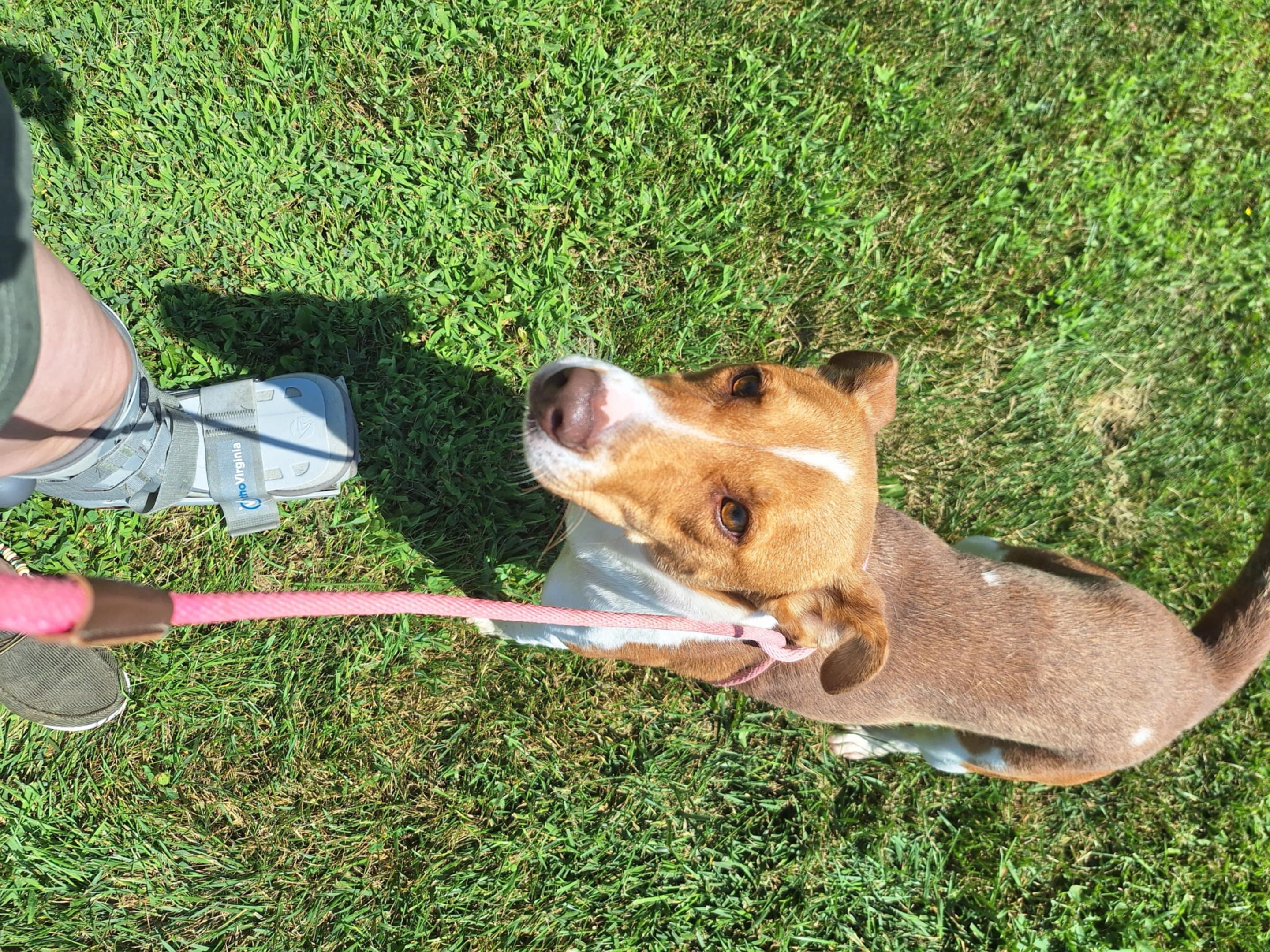 Cassi, a Adoptable mixed breed in Dublin, VA image 1/3