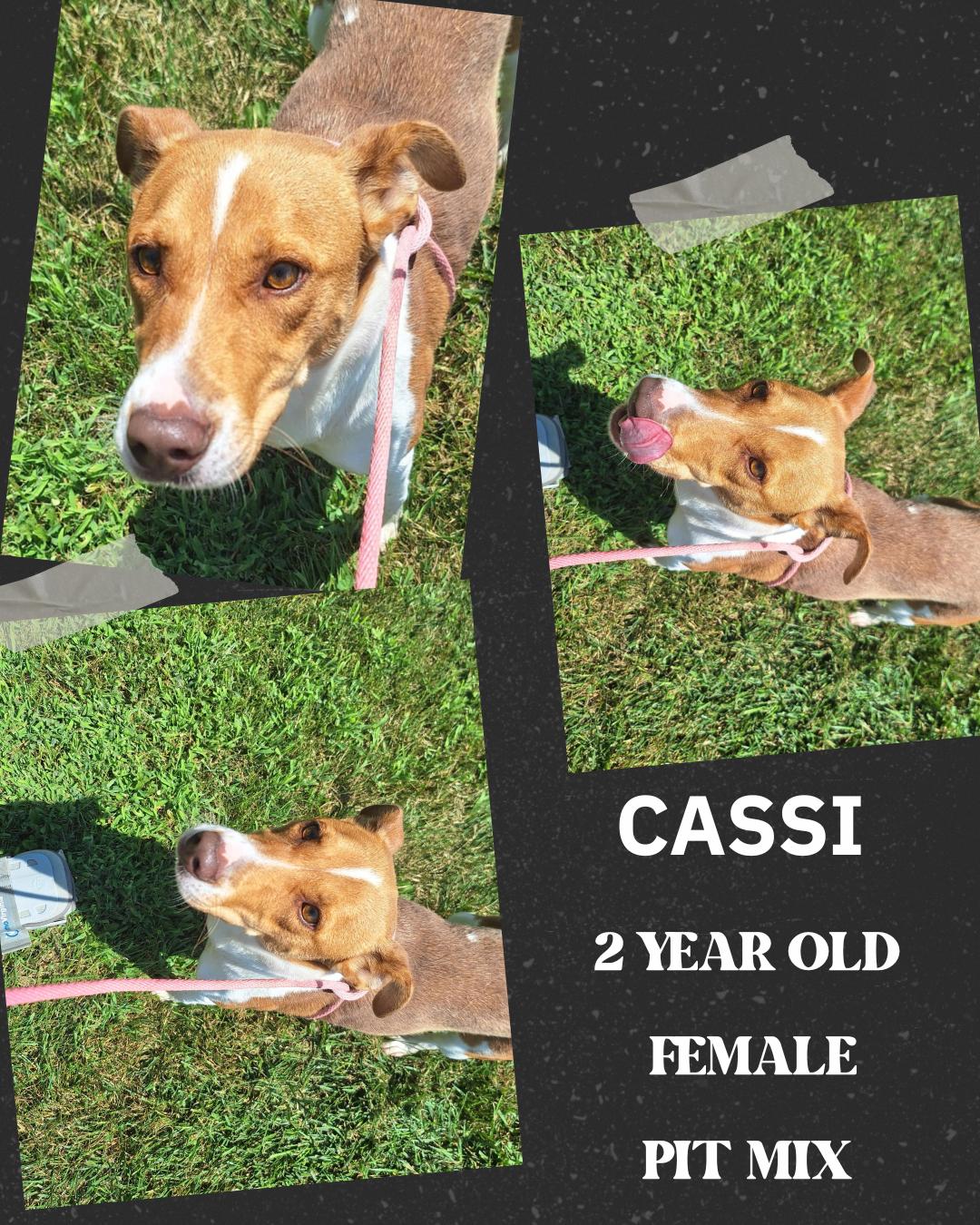 Cassi, a Adoptable mixed breed in Dublin, VA image 2/3