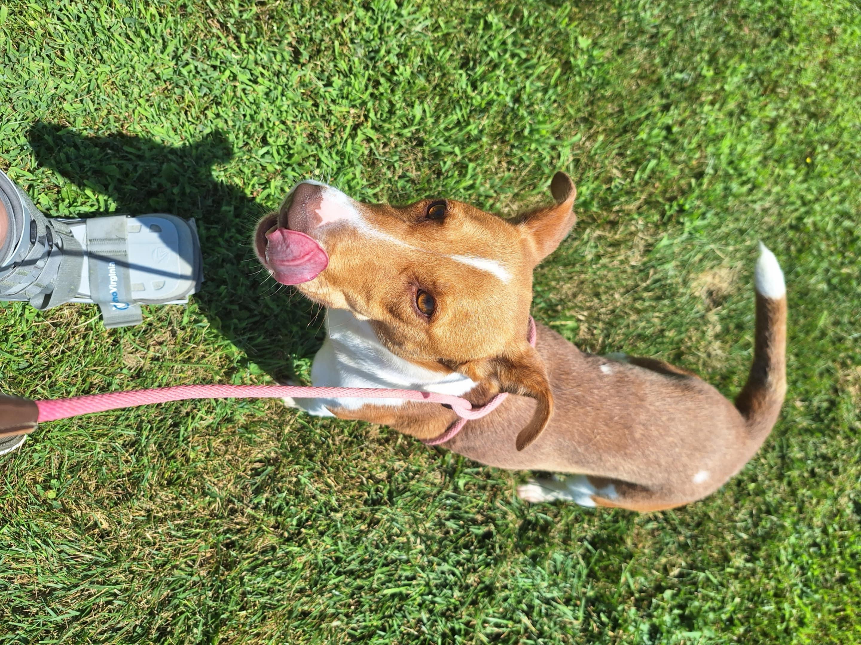 Cassi, a Adoptable mixed breed in Dublin, VA image 3/3