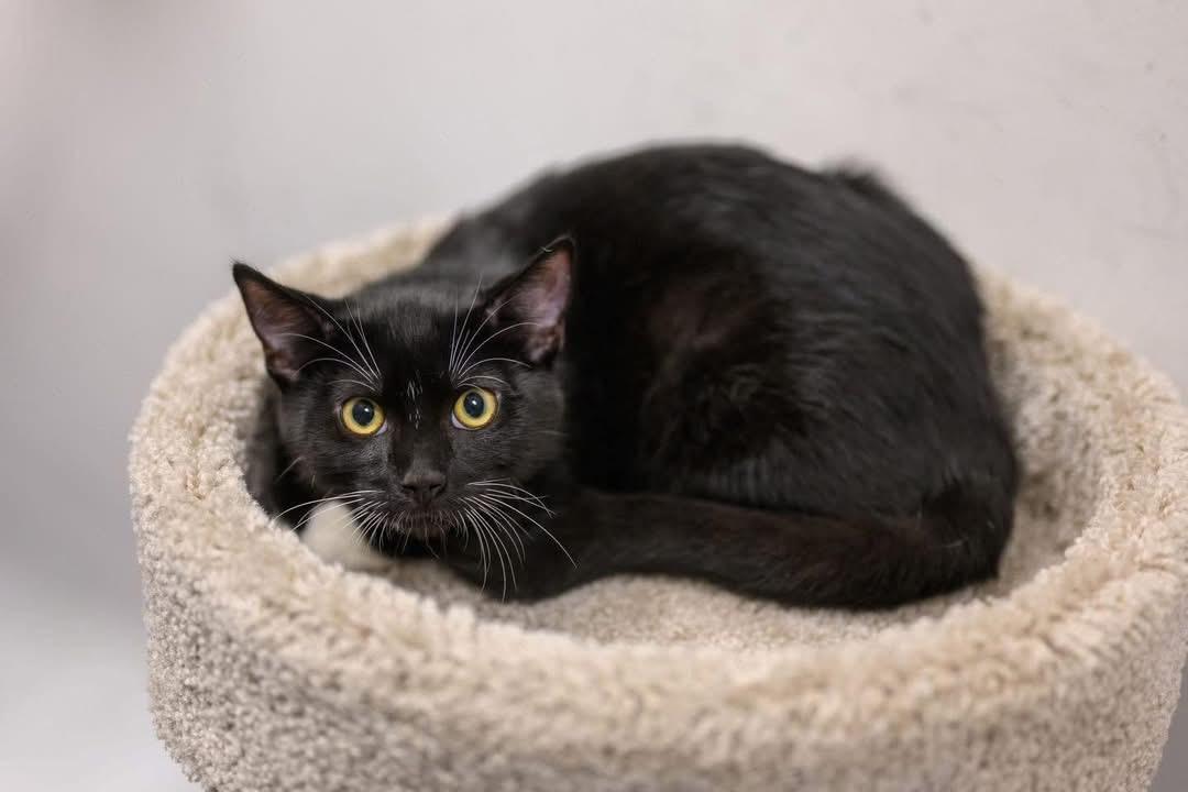Enlarge ANCHOVY & MR. CRABS, a Adoptable Domestic Short Hair in Hamilton, NJ image 1/6