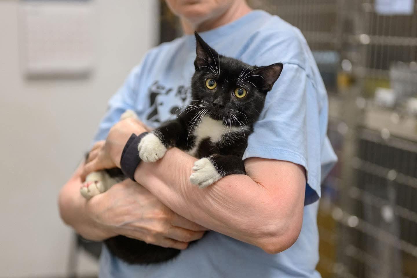 Enlarge ANCHOVY & MR. CRABS, a Adoptable Domestic Short Hair in Hamilton, NJ image 2/6