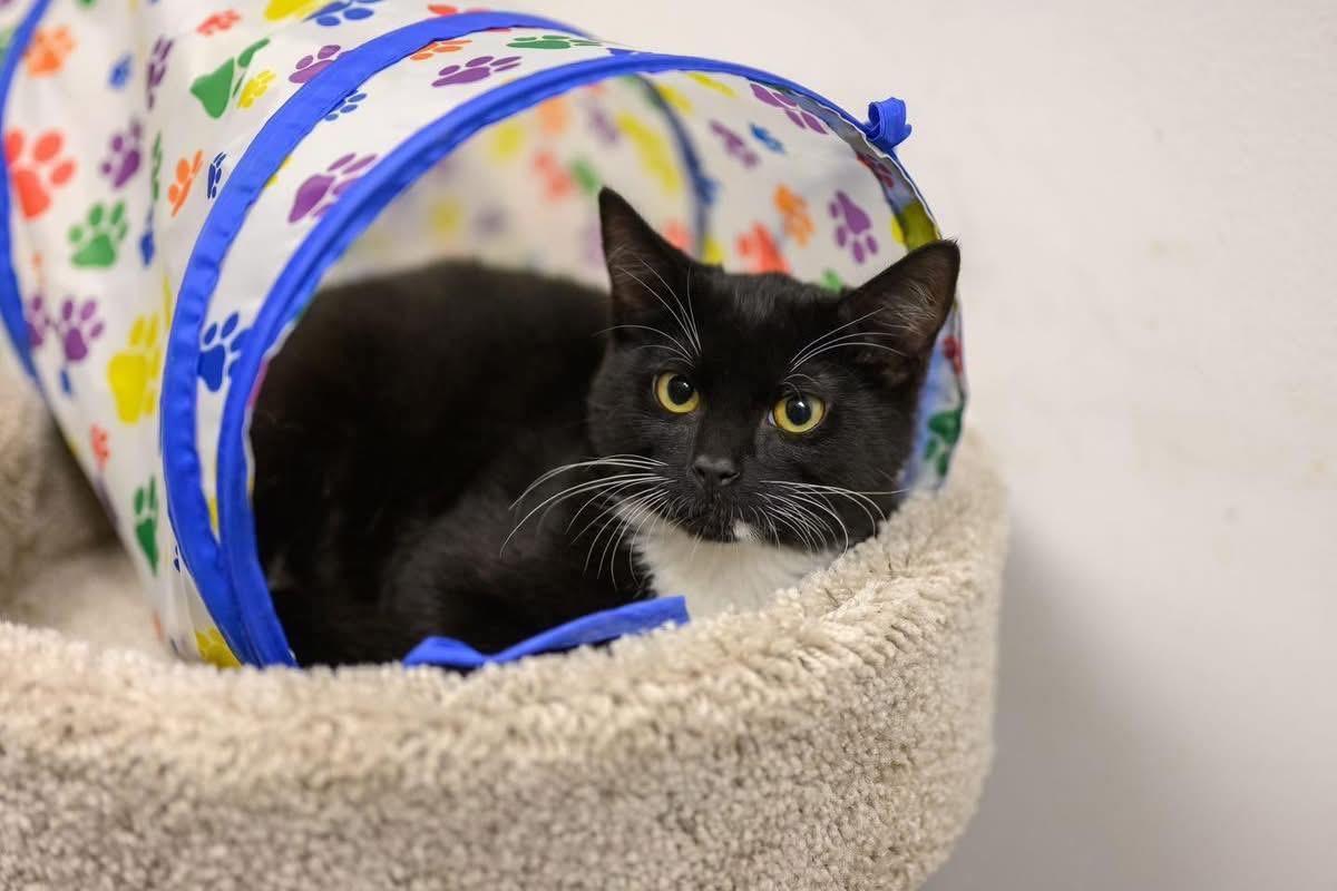 Enlarge ANCHOVY & MR. CRABS, a Adoptable Domestic Short Hair in Hamilton, NJ image 3/6