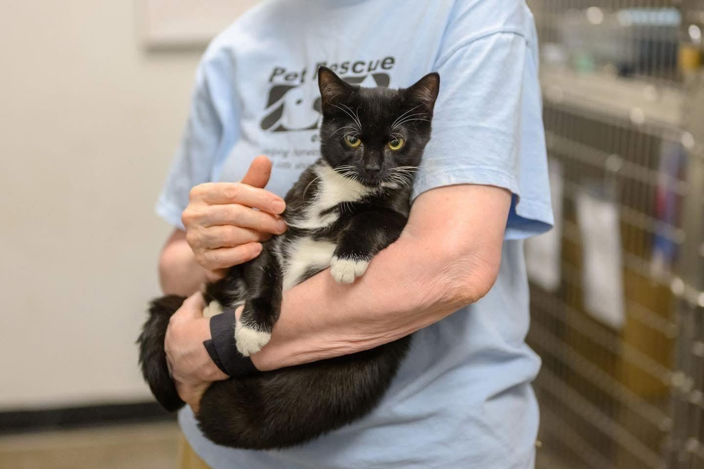 Enlarge ANCHOVY & MR. CRABS, a Adoptable Domestic Short Hair in Hamilton, NJ image 5/6