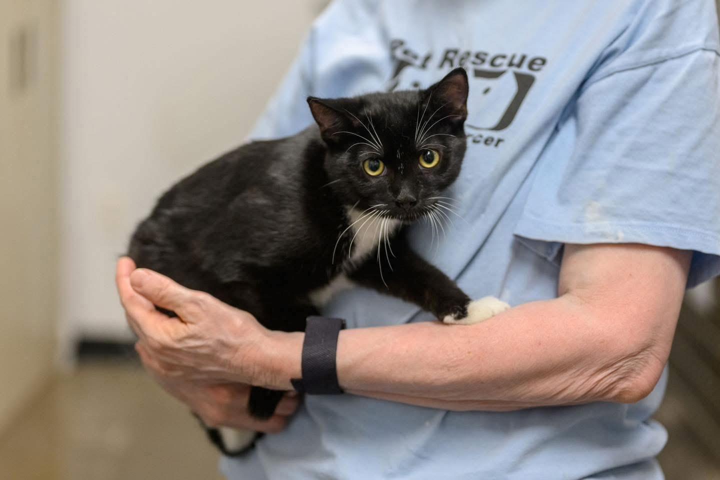 Enlarge ANCHOVY & MR. CRABS, a Adoptable Domestic Short Hair in Hamilton, NJ image 6/6