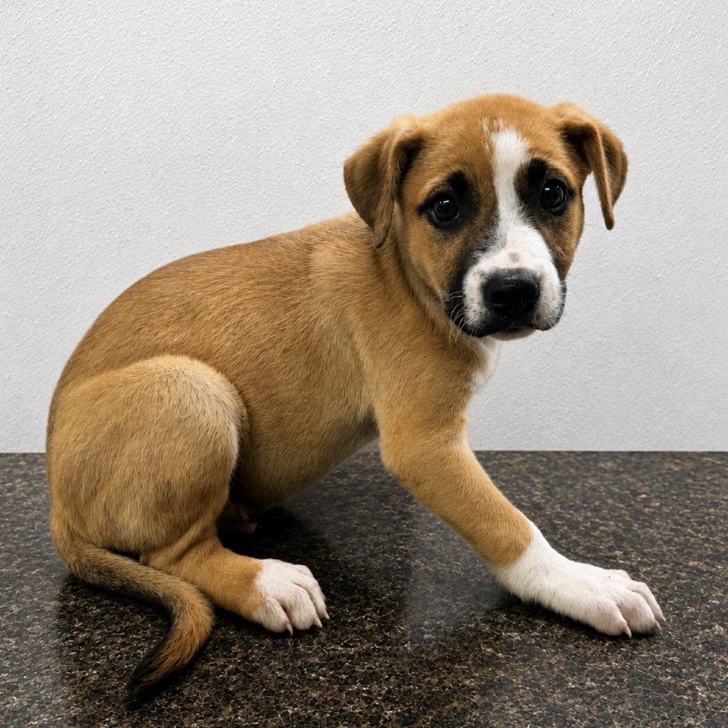 Enlarge Chaos, a Adoptable mixed breed in Shelbyville, IL image 1/2