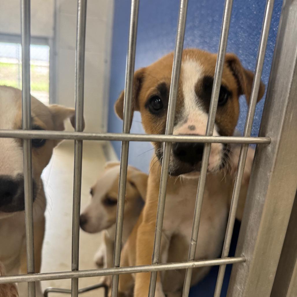 Enlarge Chaos, a Adoptable mixed breed in Shelbyville, IL image 2/2