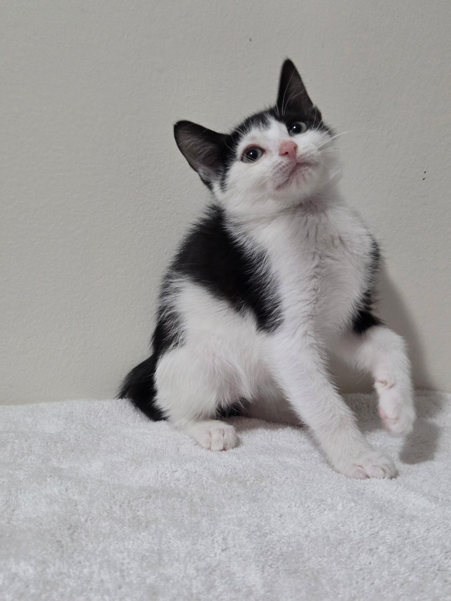 Pixel -Preadoption ONLY, Adoptable, Kitten Female Domestic Short Hair.