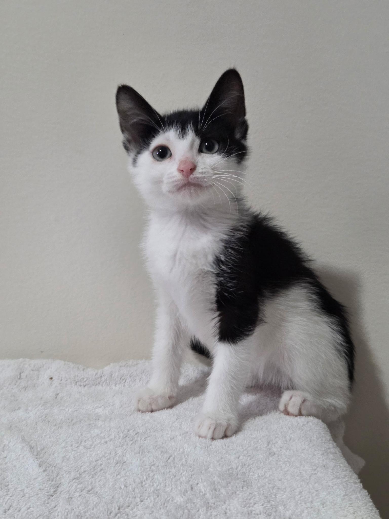 Enlarge Pixel -Preadoption ONLY, a Adoptable Domestic Short Hair in Chilliwack, BC image 2/2