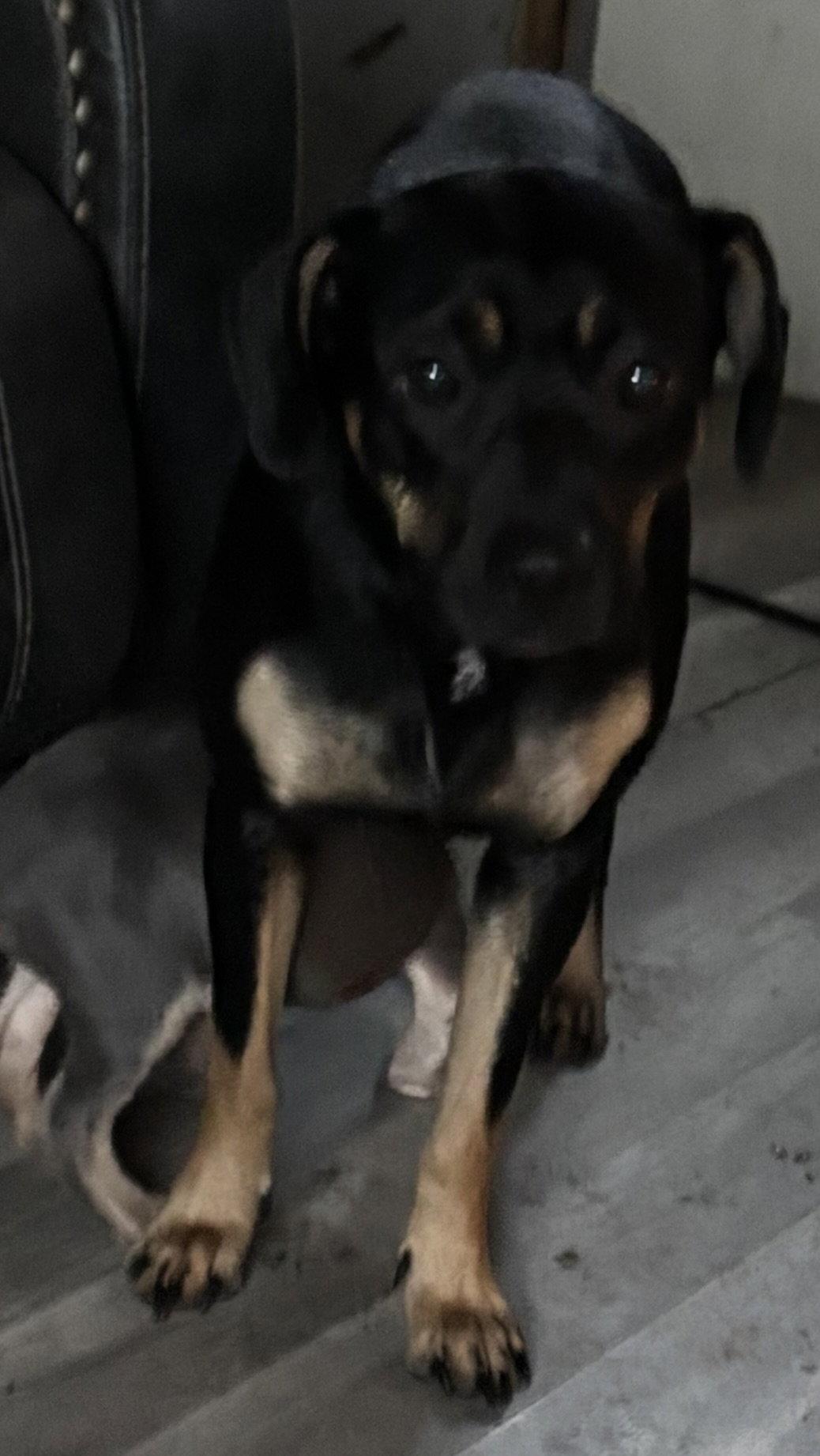 Enlarge Gerbera, a Adopted Labrador Retriever in Hillside, IL image 2/3