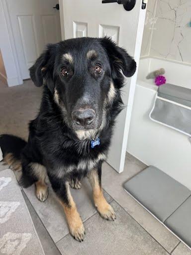 Thumper, a Adoptable mixed breed in Winter Park, CO image 2/3