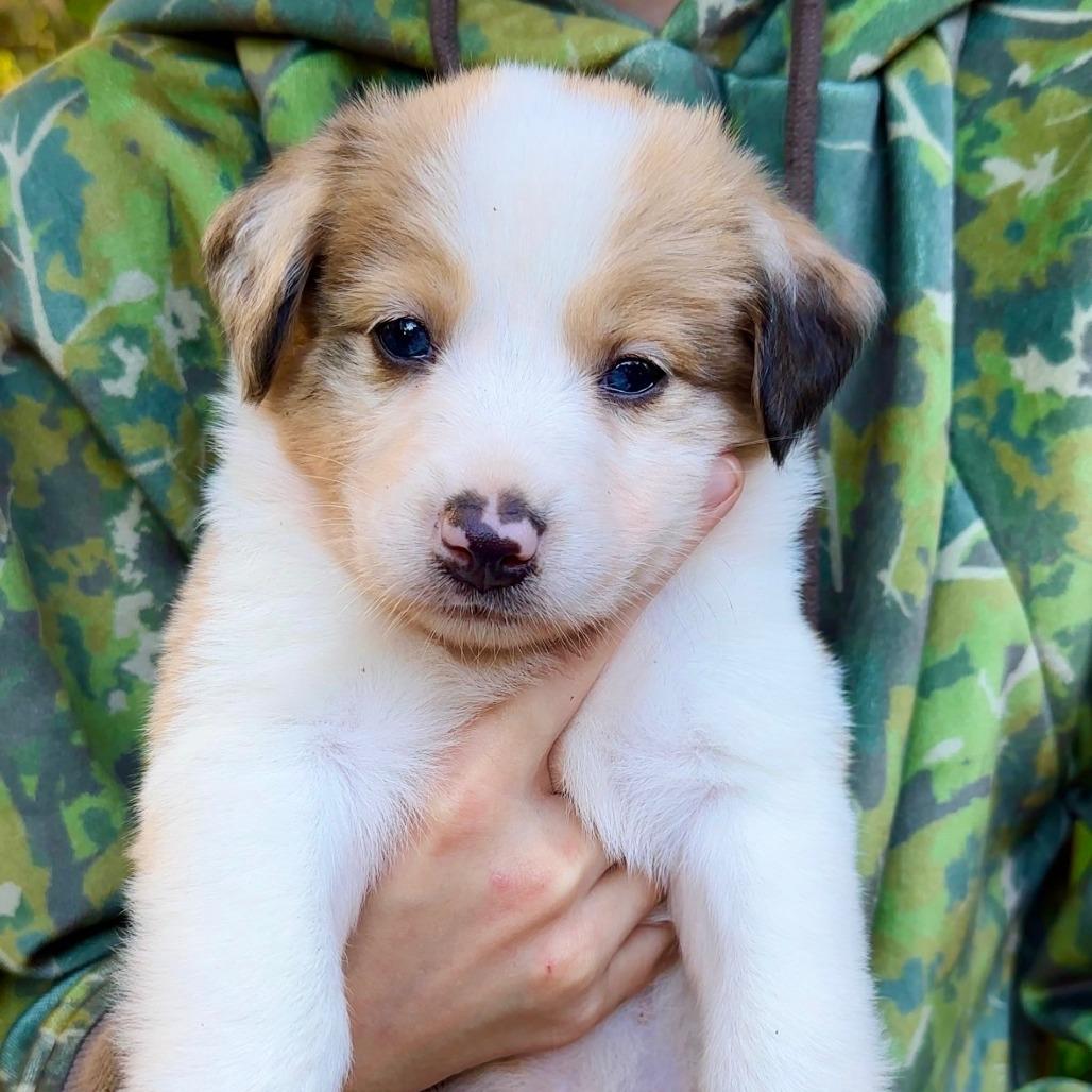 CT Maze avail Oct 24 (Scarecrow Festival- Somers, CT), Adoptable, Puppy Female Australian Shepherd.