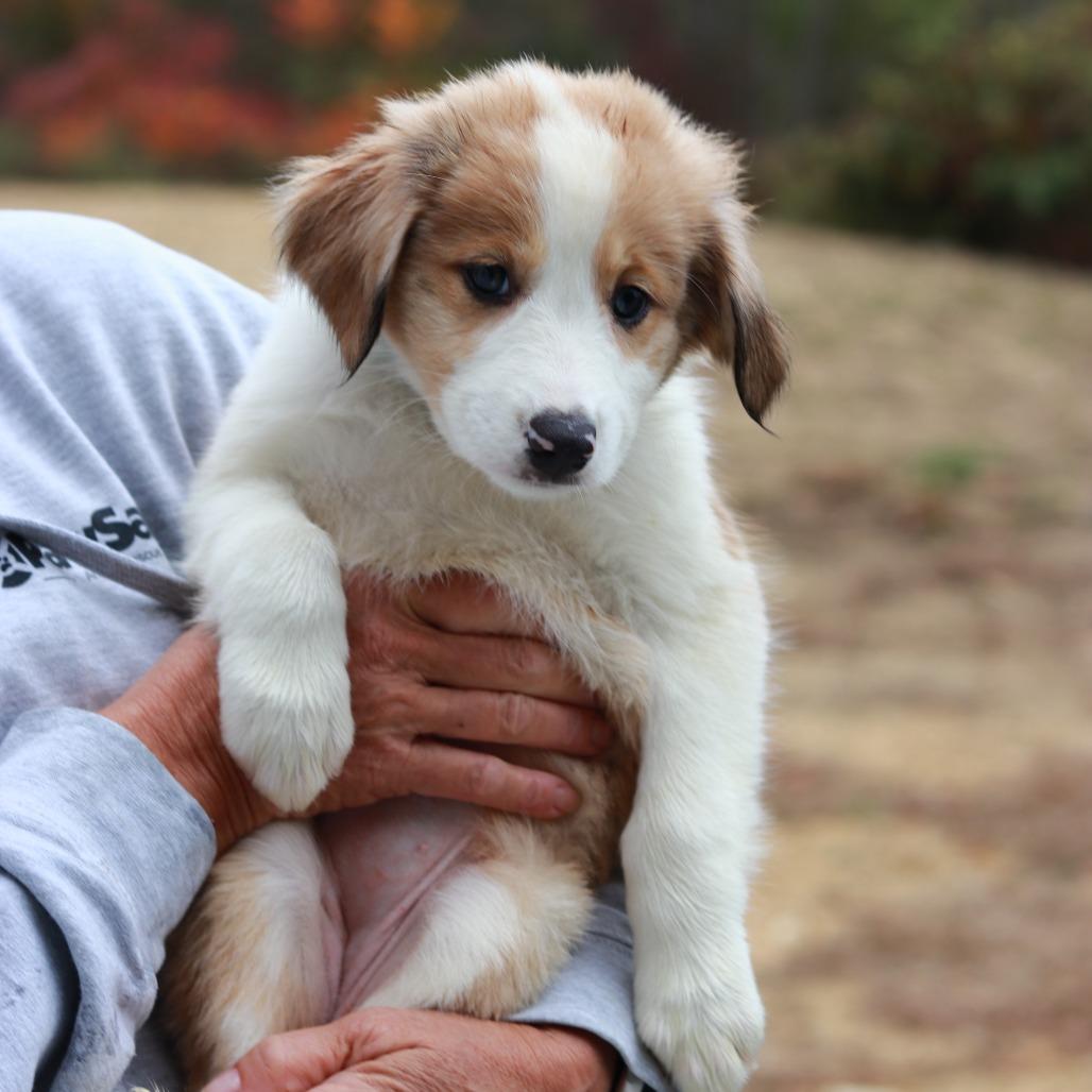 Enlarge CT Maze avail Oct 24 (Scarecrow Festival- Somers, CT), a Adoptable Australian Shepherd in Stormville, NY image 4/5