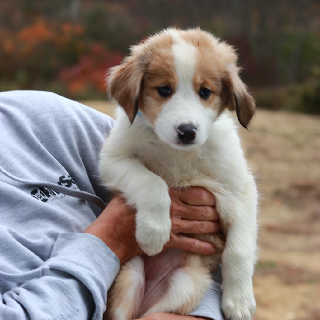 Enlarge CT Maze avail Oct 24 (Scarecrow Festival- Somers, CT), a Adoptable Australian Shepherd in Stormville, NY image 5/5