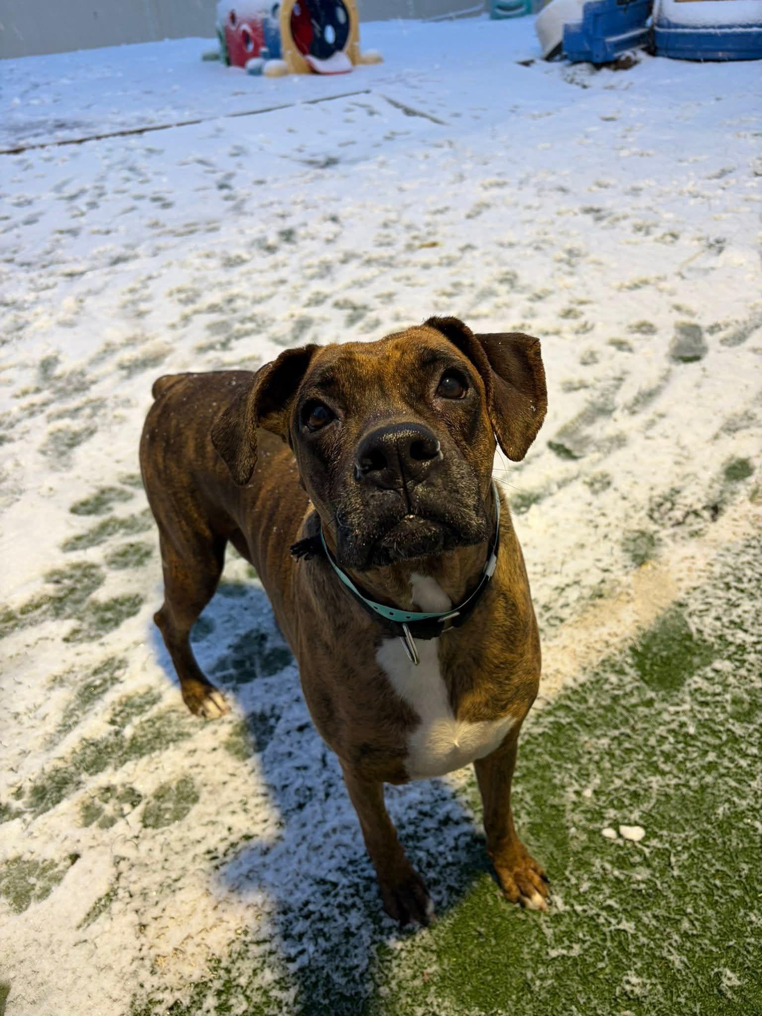 Pecan, ADOPTABLE, Adult Female Boxer.