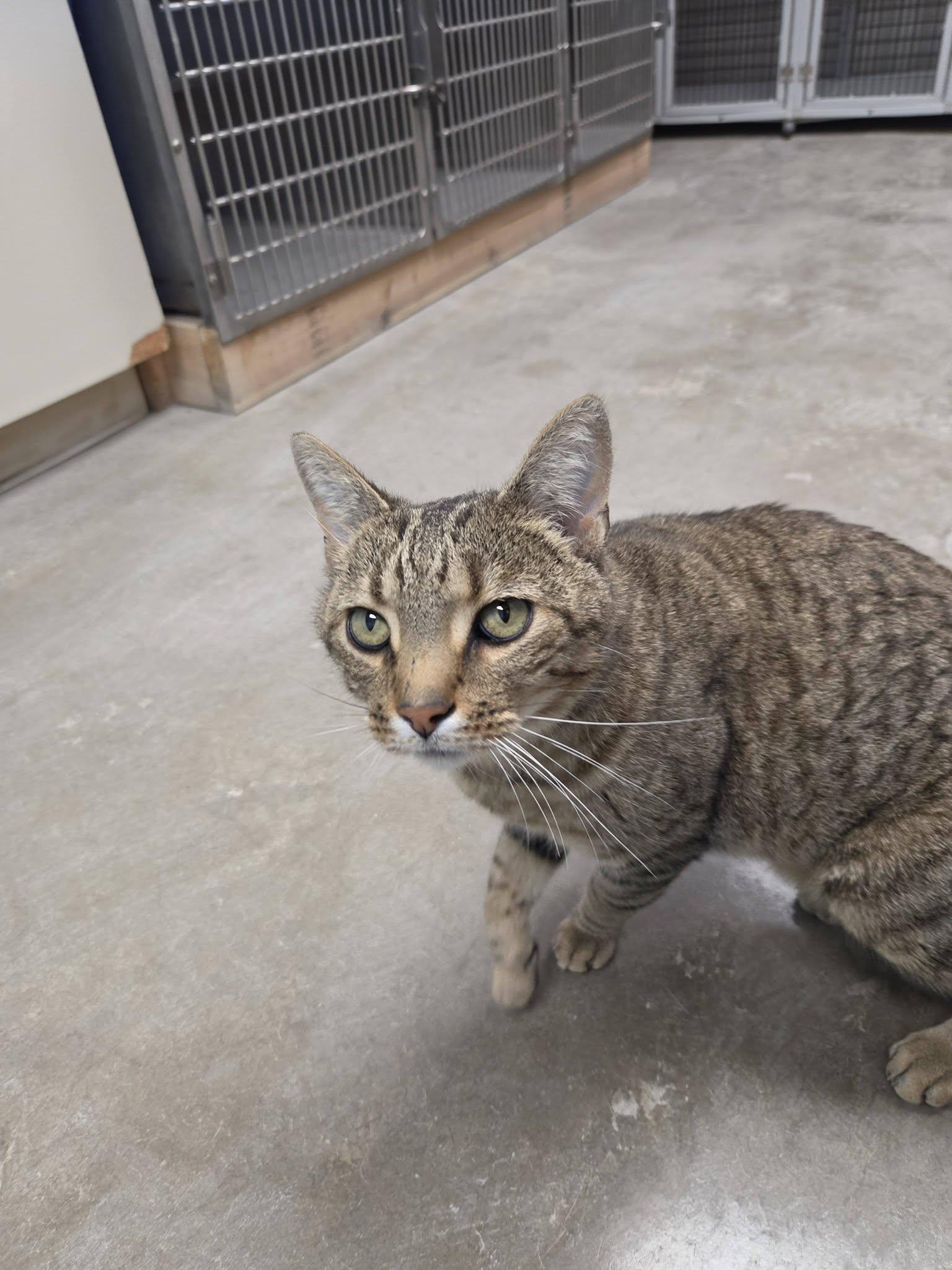 Enlarge Tracker, an adopted Domestic Short Hair in Chilton, WI image 4/5