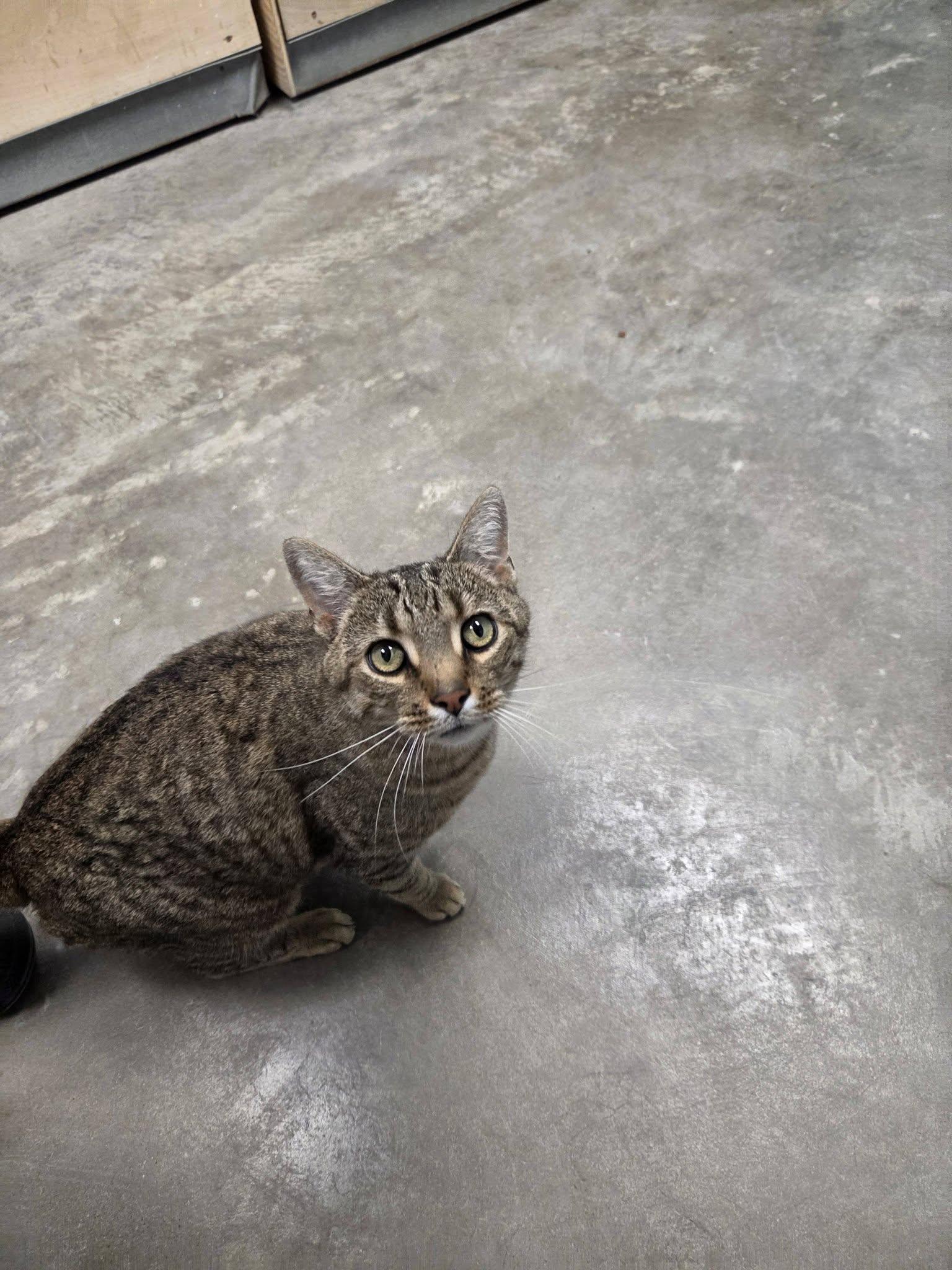 Enlarge Tracker, an adopted Domestic Short Hair in Chilton, WI image 2/5