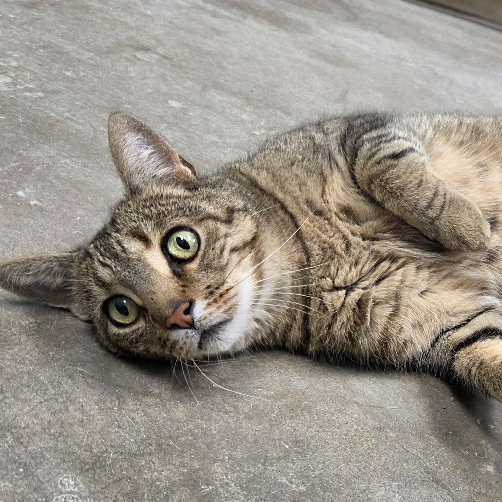Tracker, adopted, Adult Male Domestic Short Hair.