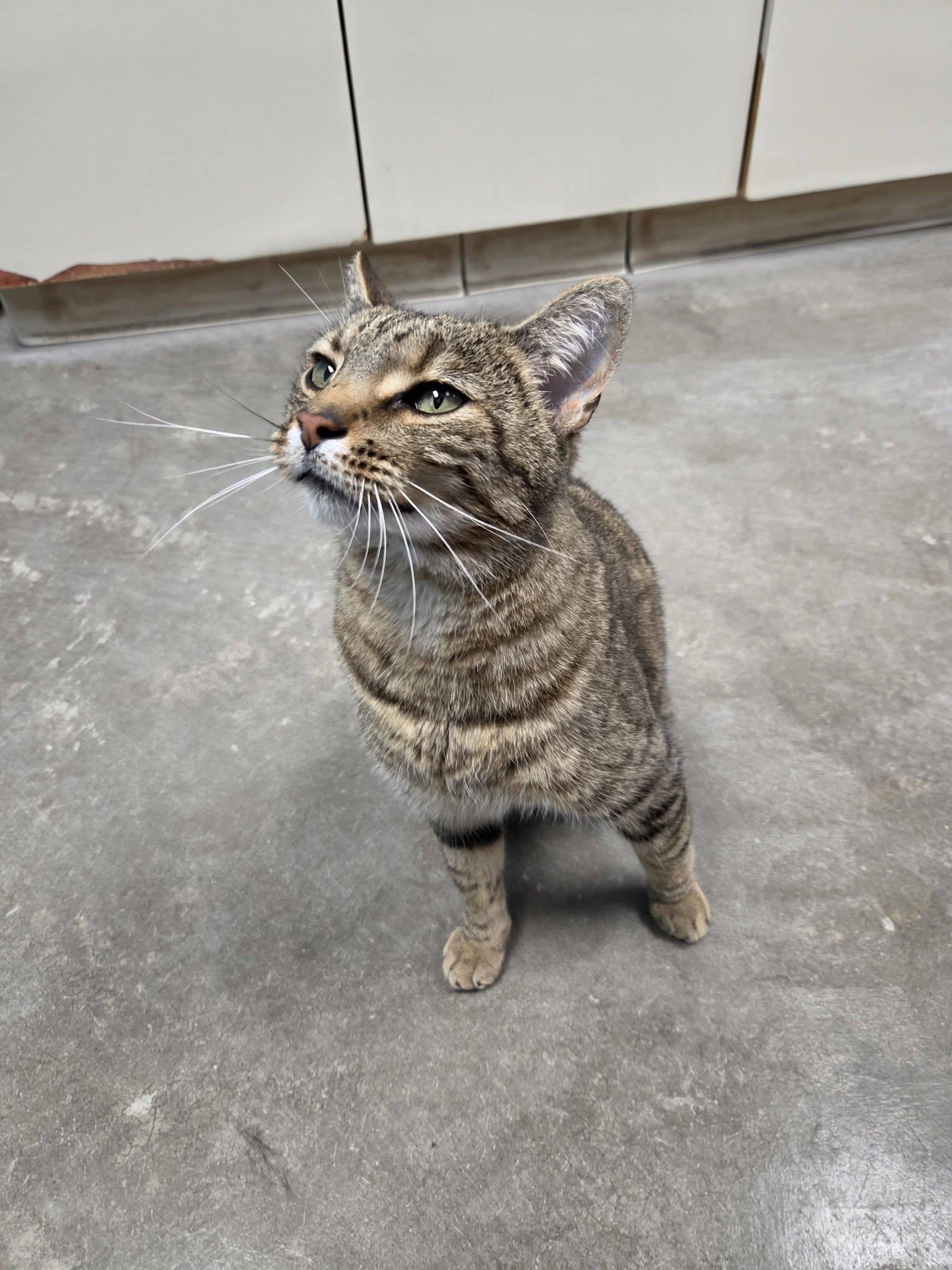 Enlarge Tracker, an adopted Domestic Short Hair in Chilton, WI image 5/5