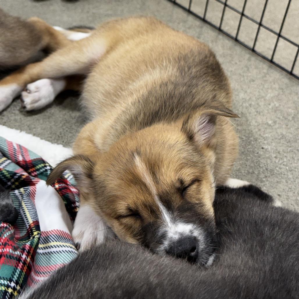 Enlarge Dream Puppy 6, a Adoptable mixed breed in Bellingham, WA image 1/6