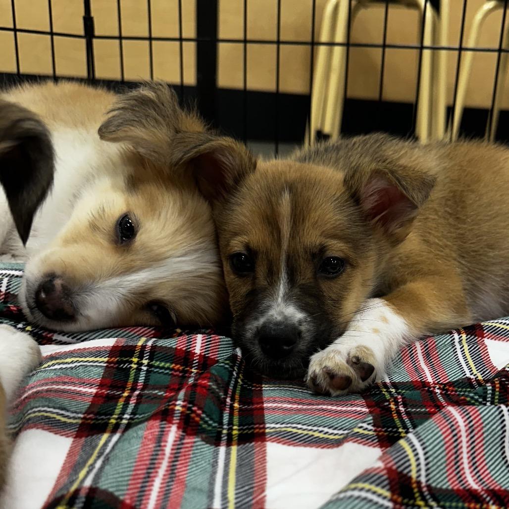 Enlarge Dream Puppy 6, a Adoptable mixed breed in Bellingham, WA image 2/6