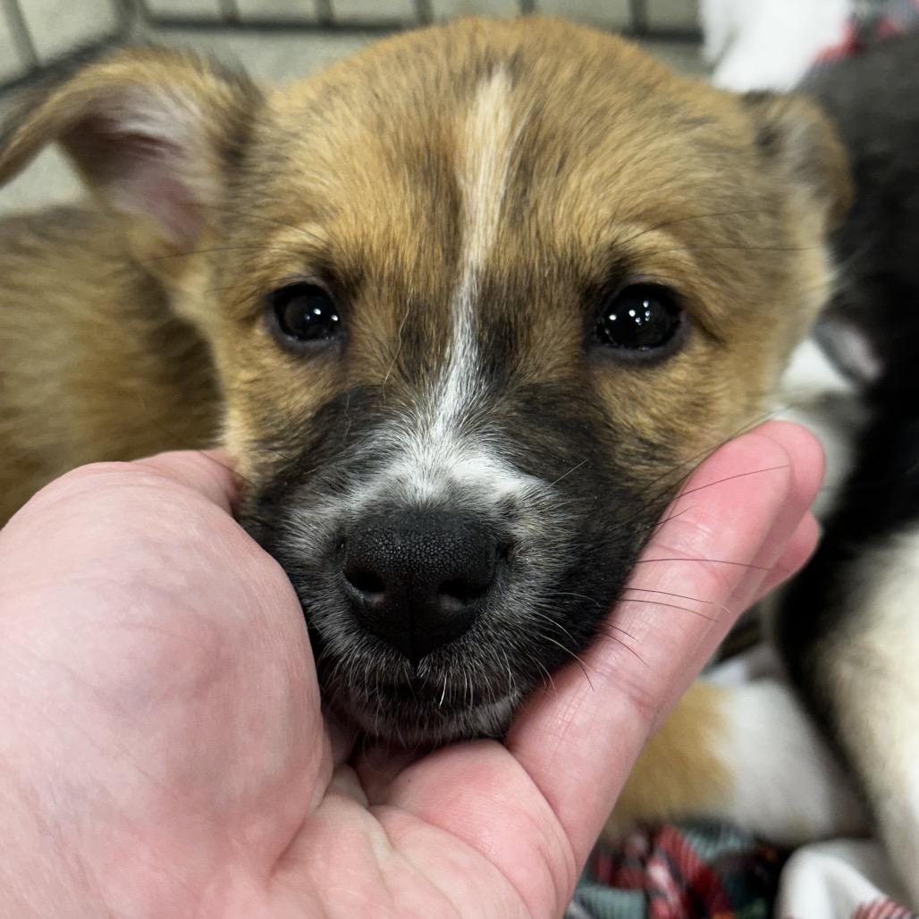 Enlarge Dream Puppy 6, a Adoptable mixed breed in Bellingham, WA image 3/6