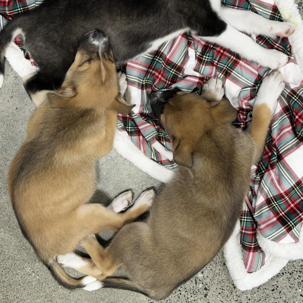 Enlarge Dream Puppy 6, a Adoptable mixed breed in Bellingham, WA image 4/6