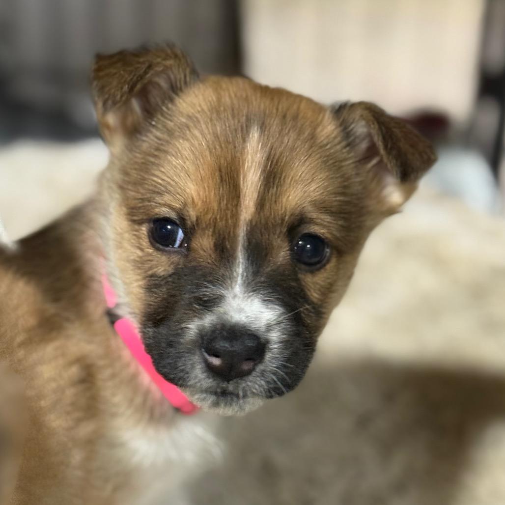 Enlarge Dream Puppy 6, a Adoptable mixed breed in Bellingham, WA image 5/6