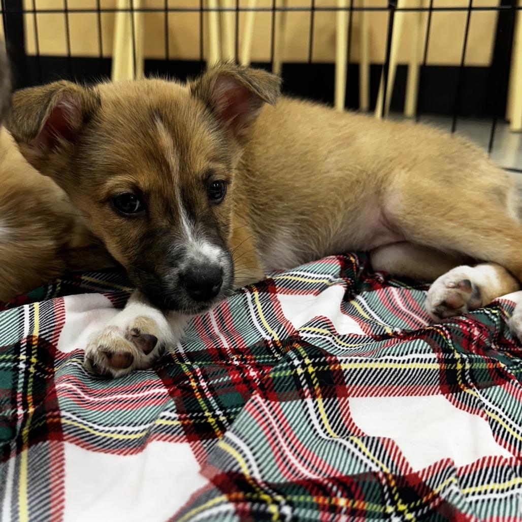 Enlarge Dream Puppy 6, a Adoptable mixed breed in Bellingham, WA image 6/6