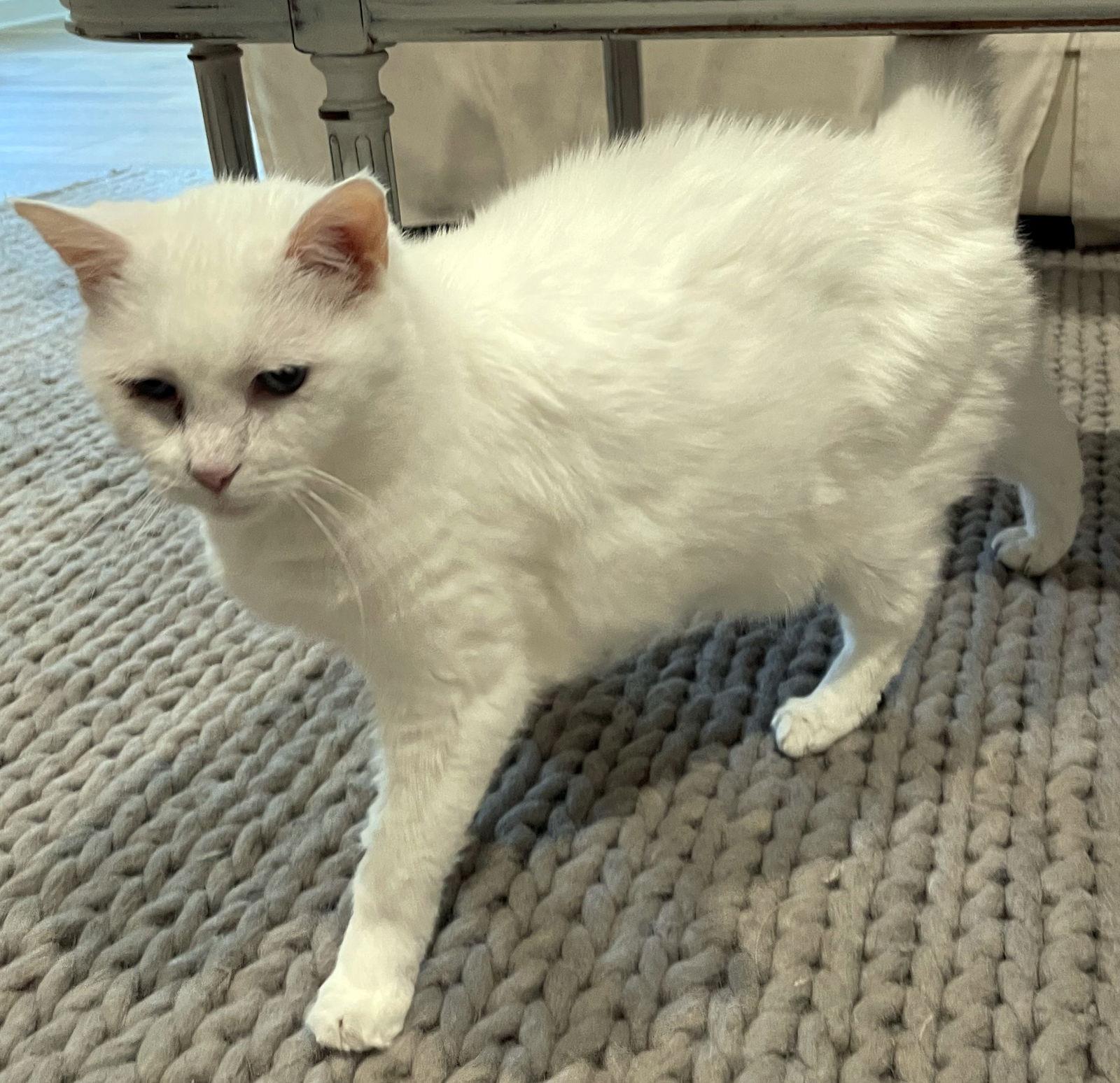 Lilly, Adoptable, Adult Female Domestic Short Hair & Siamese.