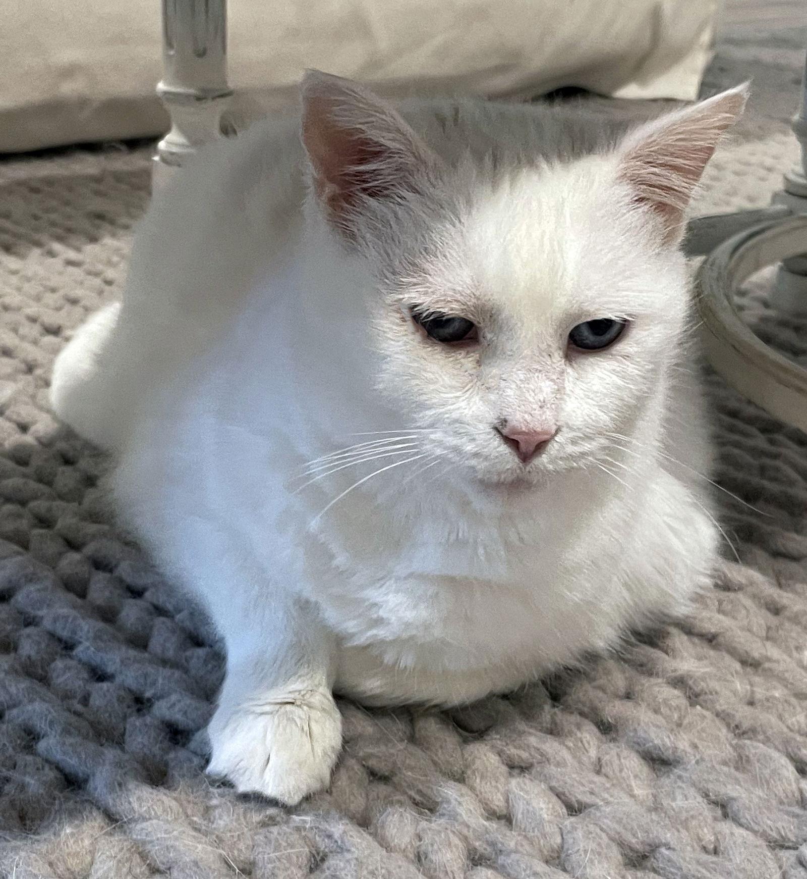 Enlarge Lilly, a Adoptable mixed breed in Magnolia Springs, AL image 3/3