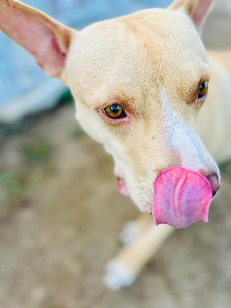 Enlarge Finn, a Adoptable mixed breed in Maysville, NC image 1/6