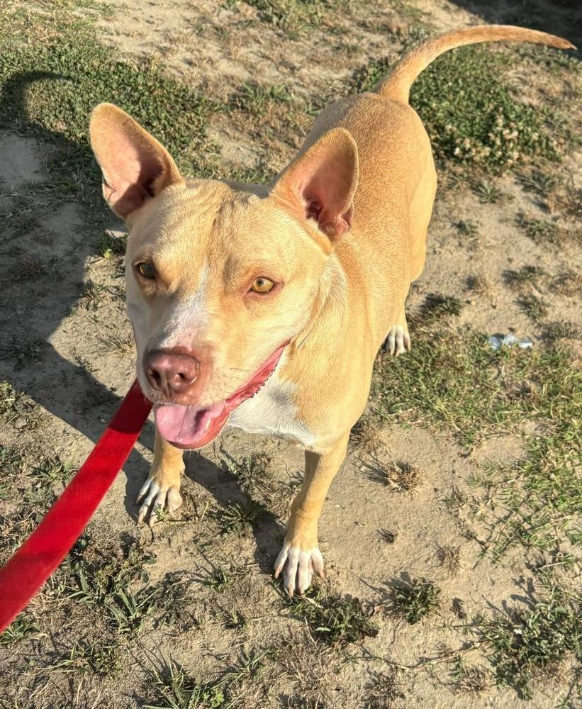 Enlarge Finn, a Adoptable mixed breed in Maysville, NC image 2/6