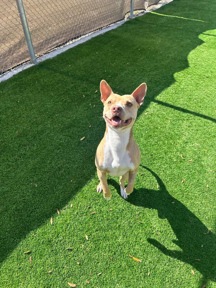 Enlarge Finn, a Adoptable mixed breed in Maysville, NC image 3/6