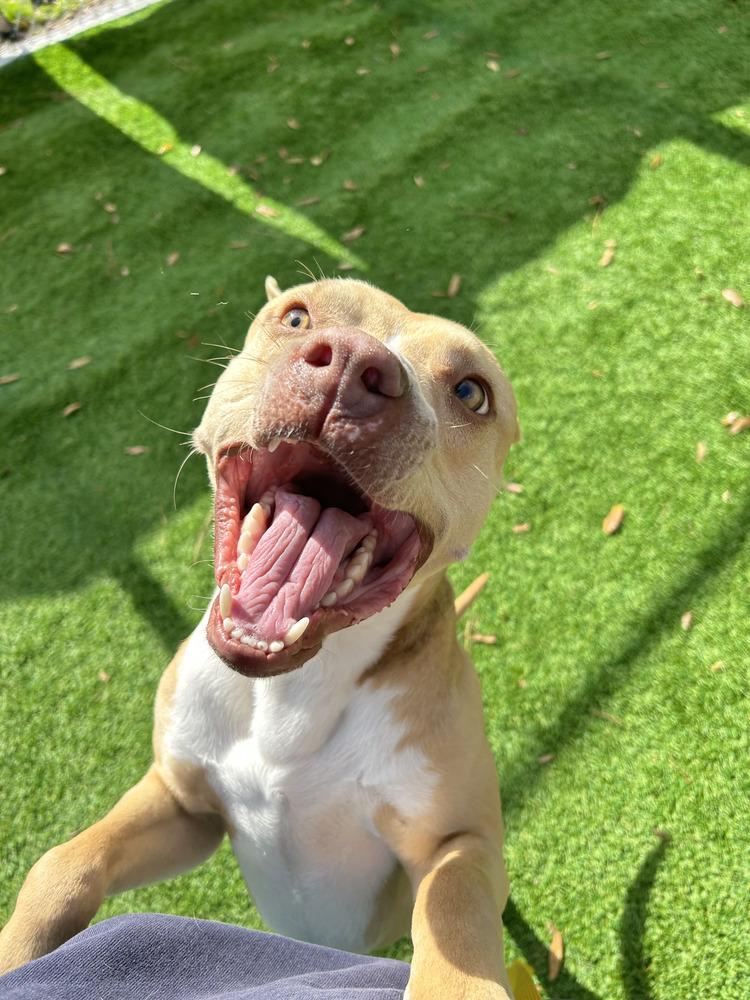 Enlarge Finn, a Adoptable mixed breed in Maysville, NC image 4/6