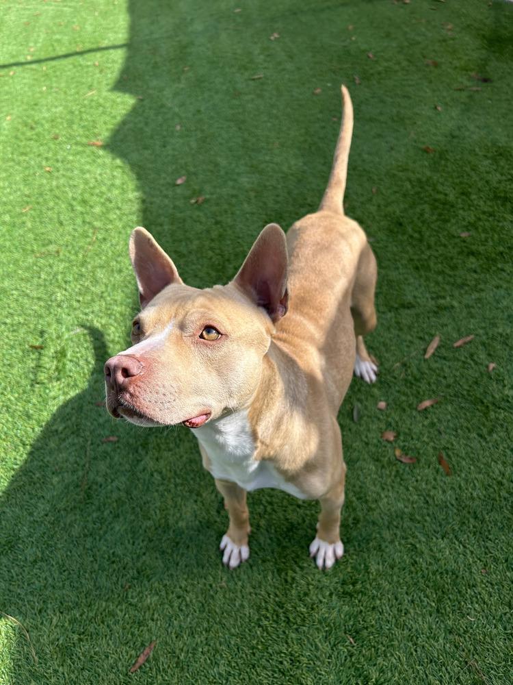 Enlarge Finn, a Adoptable mixed breed in Maysville, NC image 5/6