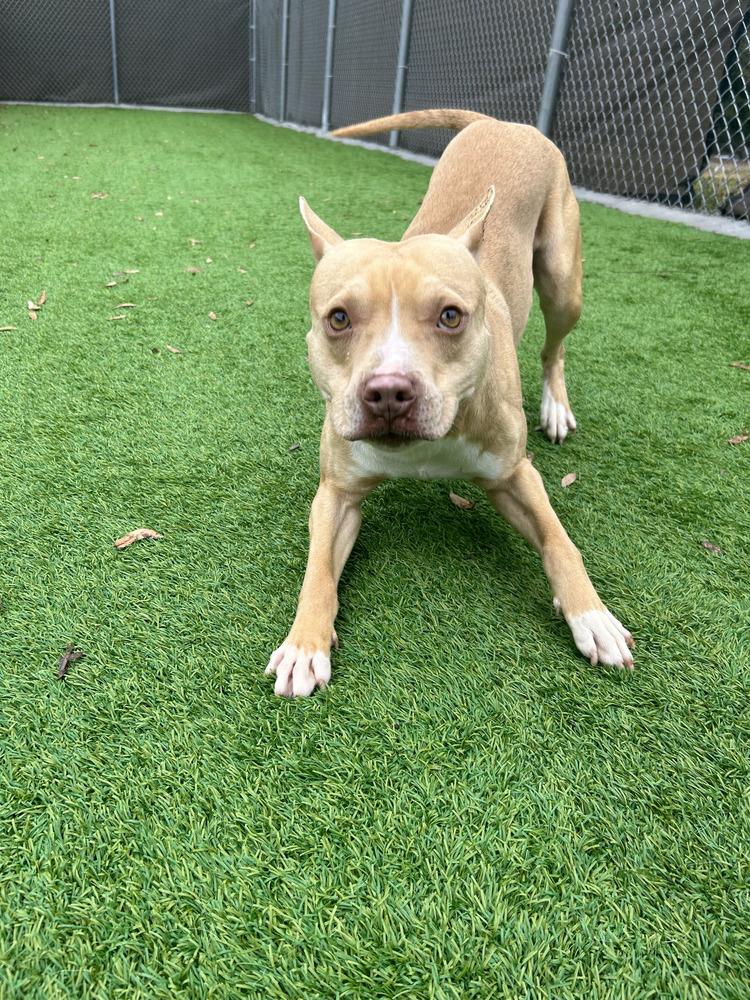 Enlarge Finn, a Adoptable mixed breed in Maysville, NC image 6/6