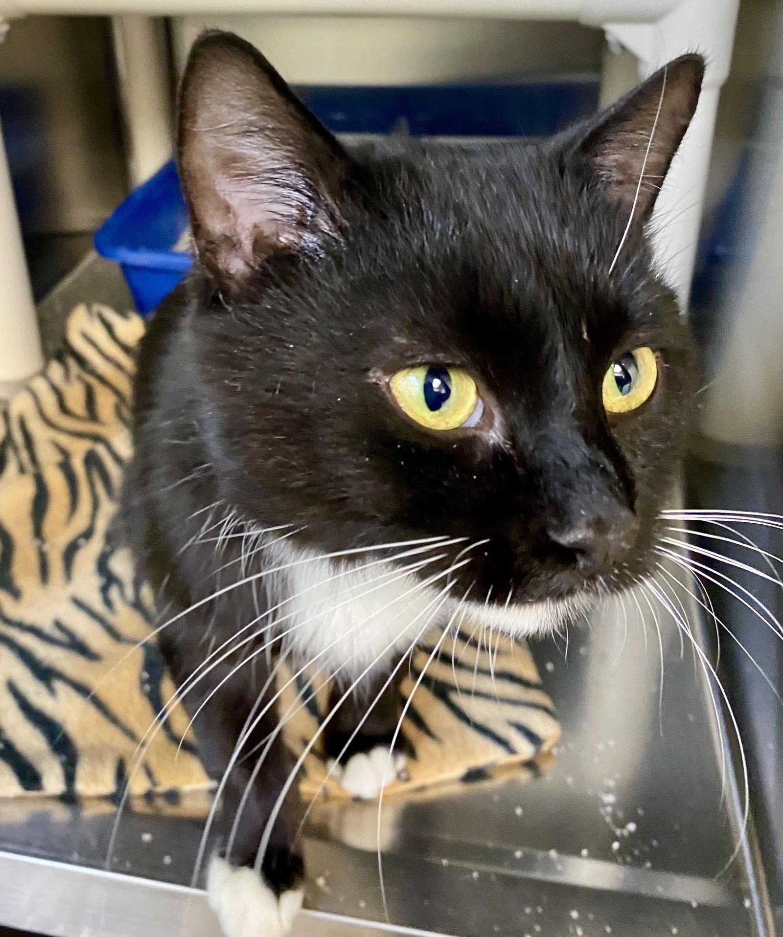 Clark Kent, Adoptable, Adult Male Domestic Short Hair & Tuxedo.