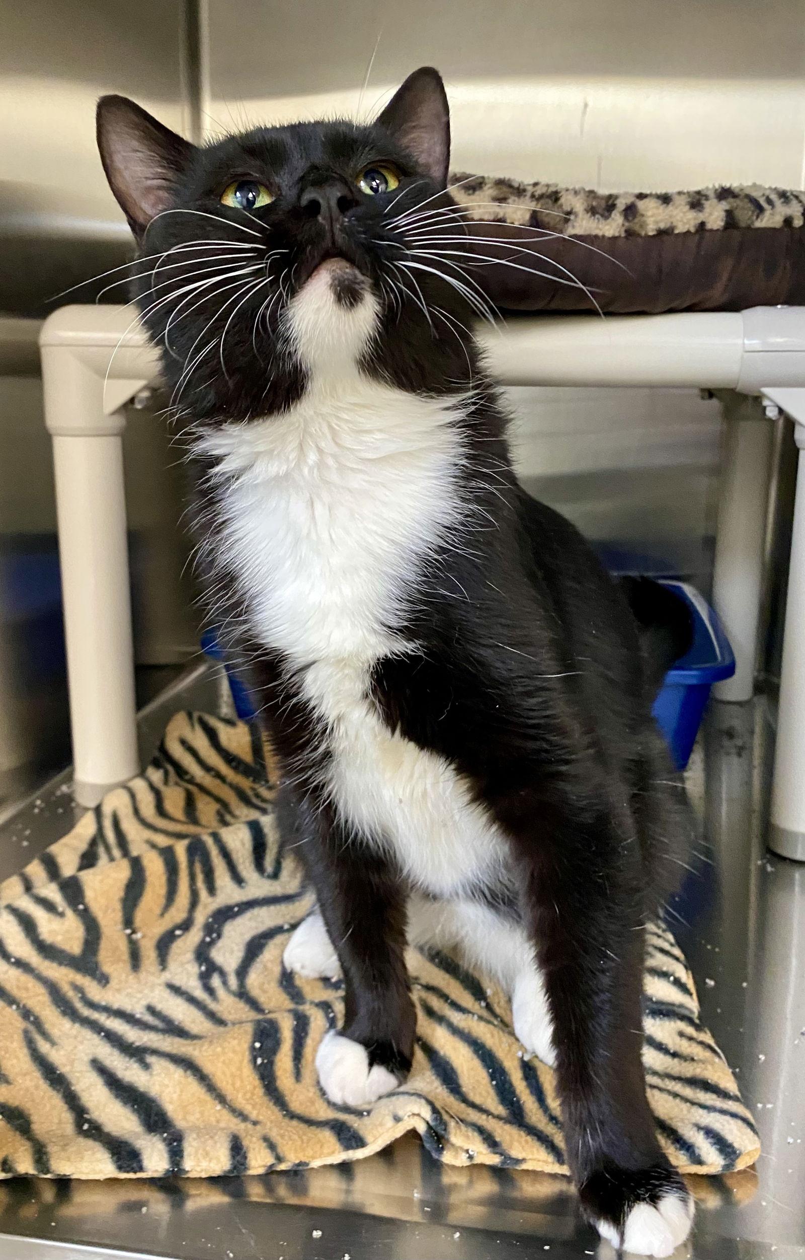 Enlarge Clark Kent, a Adoptable mixed breed in Fargo, ND image 2/2