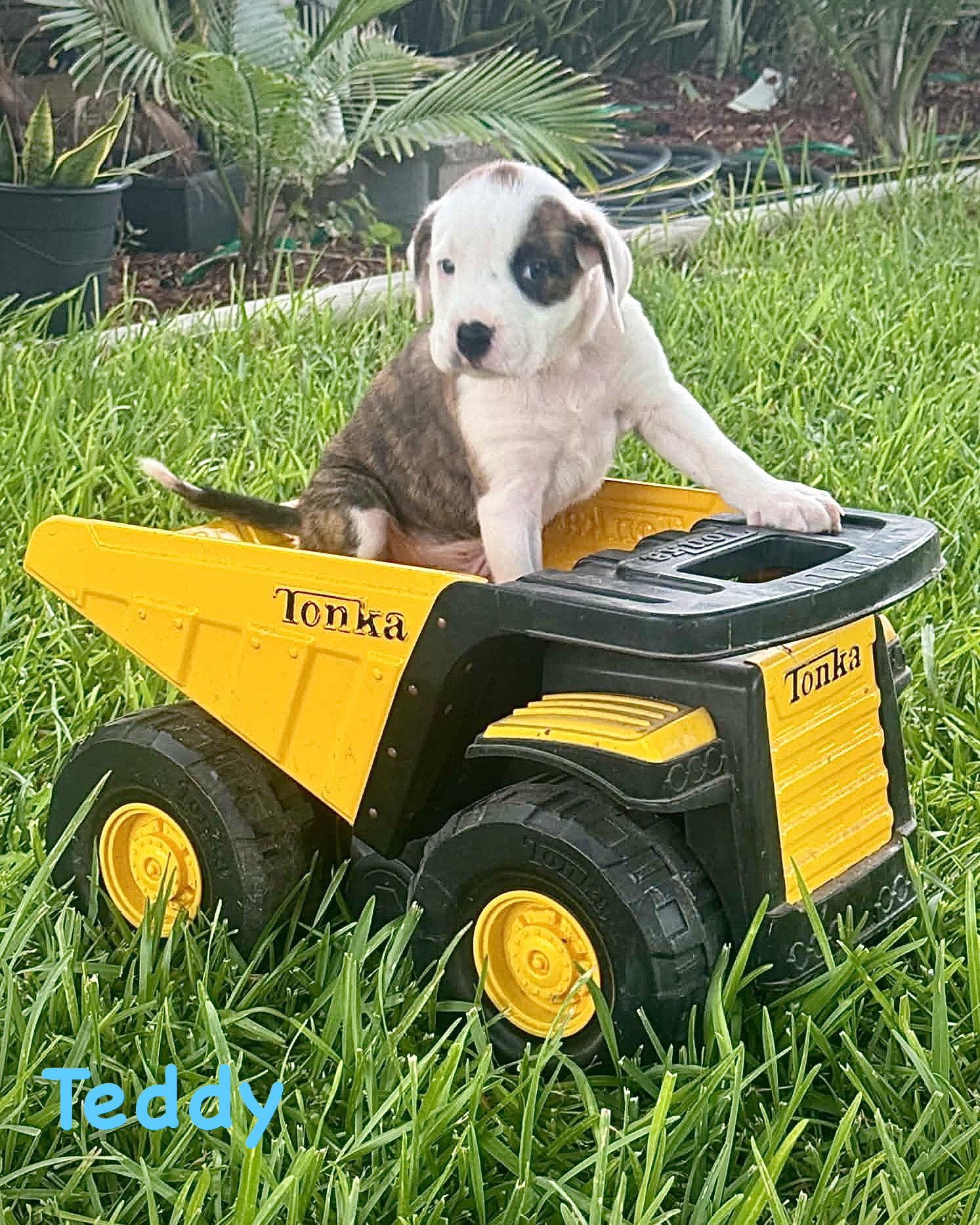 Enlarge Bear Litter - Teddy, a Adoptable Boxer in Monticello, NY image 1/3