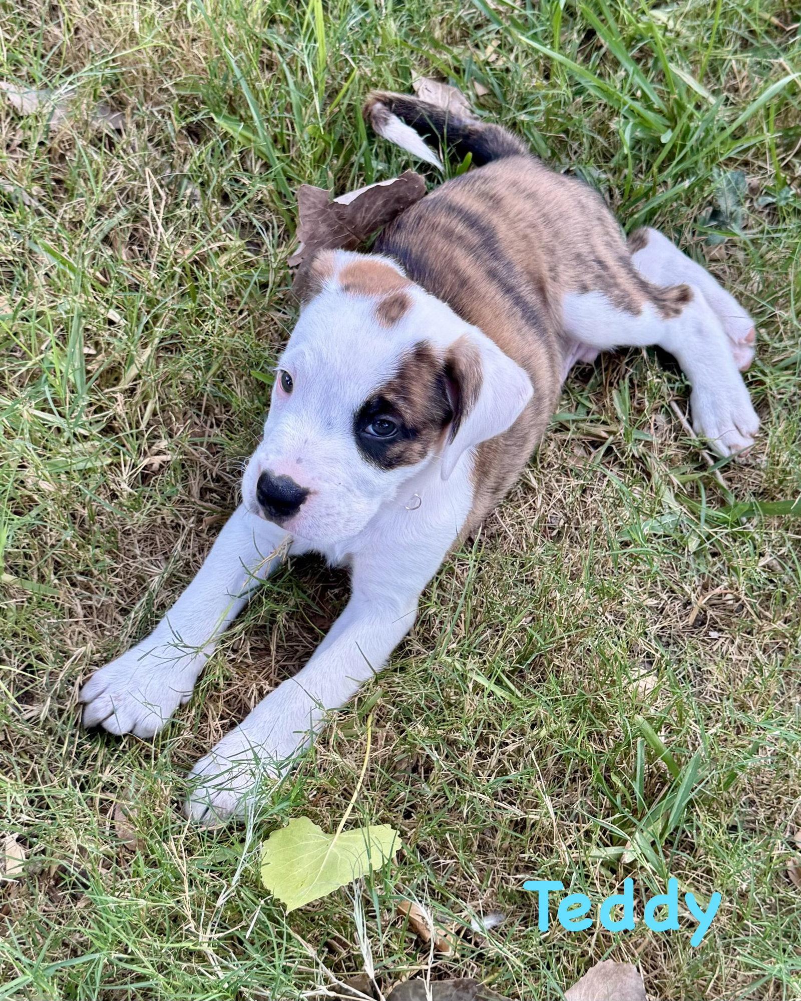 Enlarge Bear Litter - Teddy, a Adoptable Boxer in Monticello, NY image 2/3
