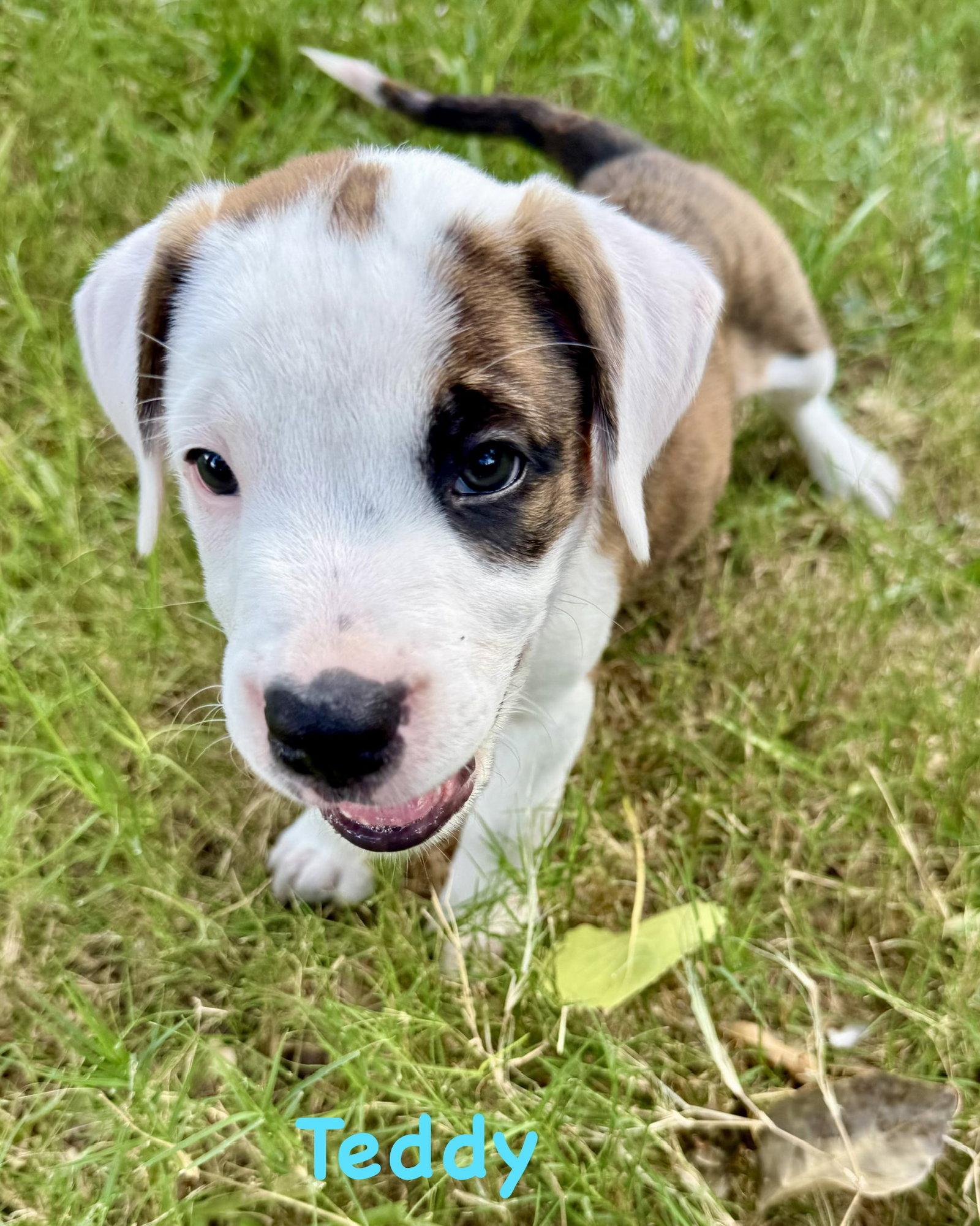 Enlarge Bear Litter - Teddy, a Adoptable Boxer in Monticello, NY image 3/3