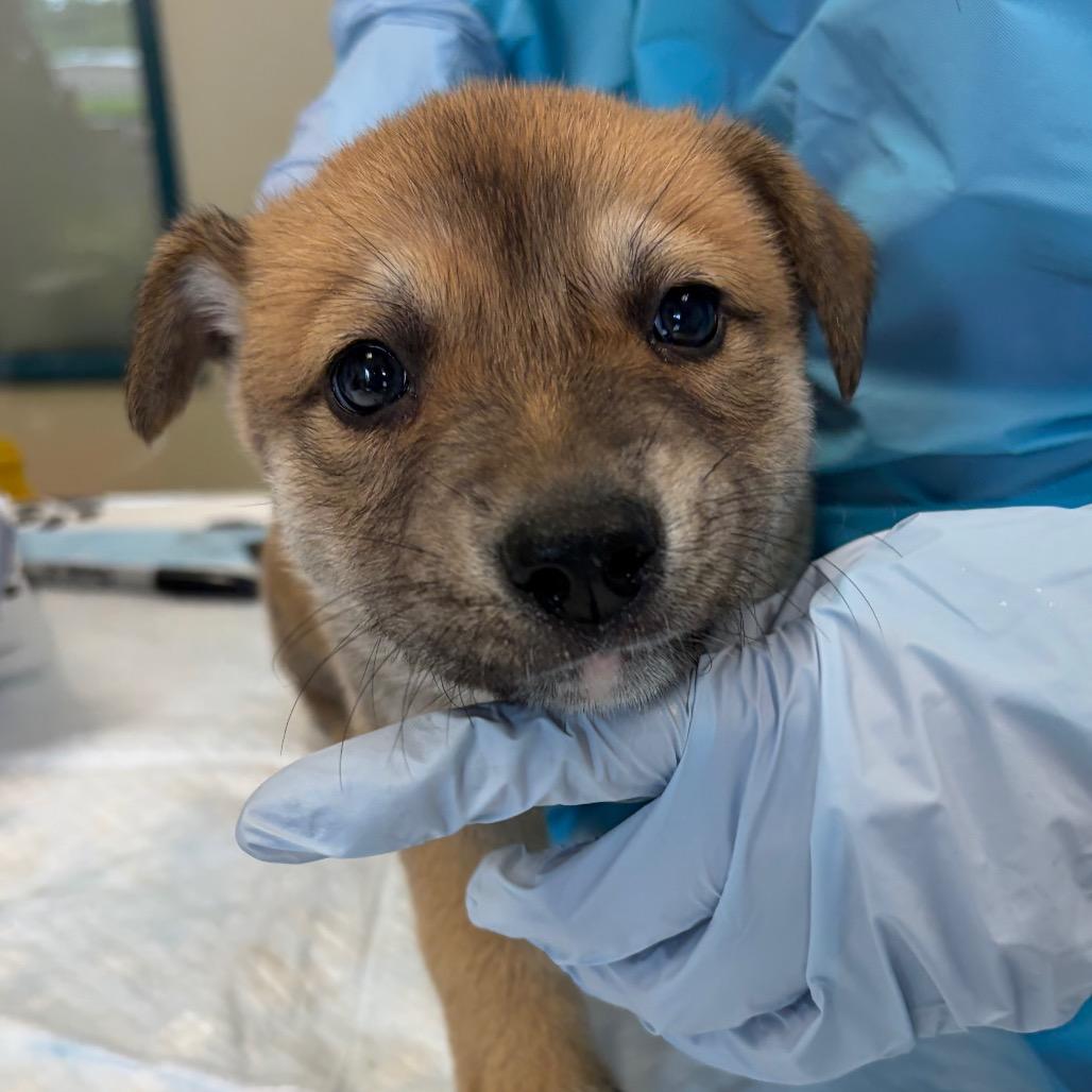 Gershwin, Adoptable, Puppy Male Australian Shepherd & Labrador Retriever.